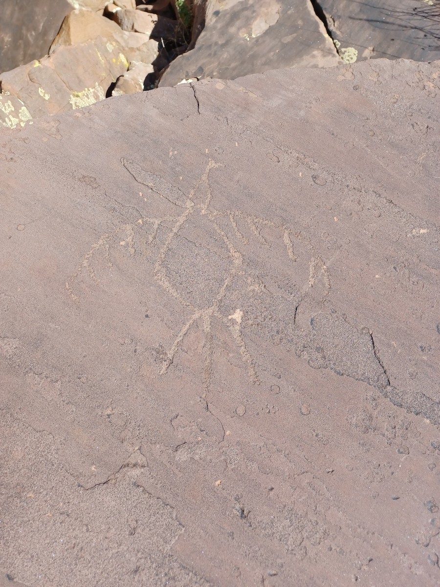 Animals - ML645117094