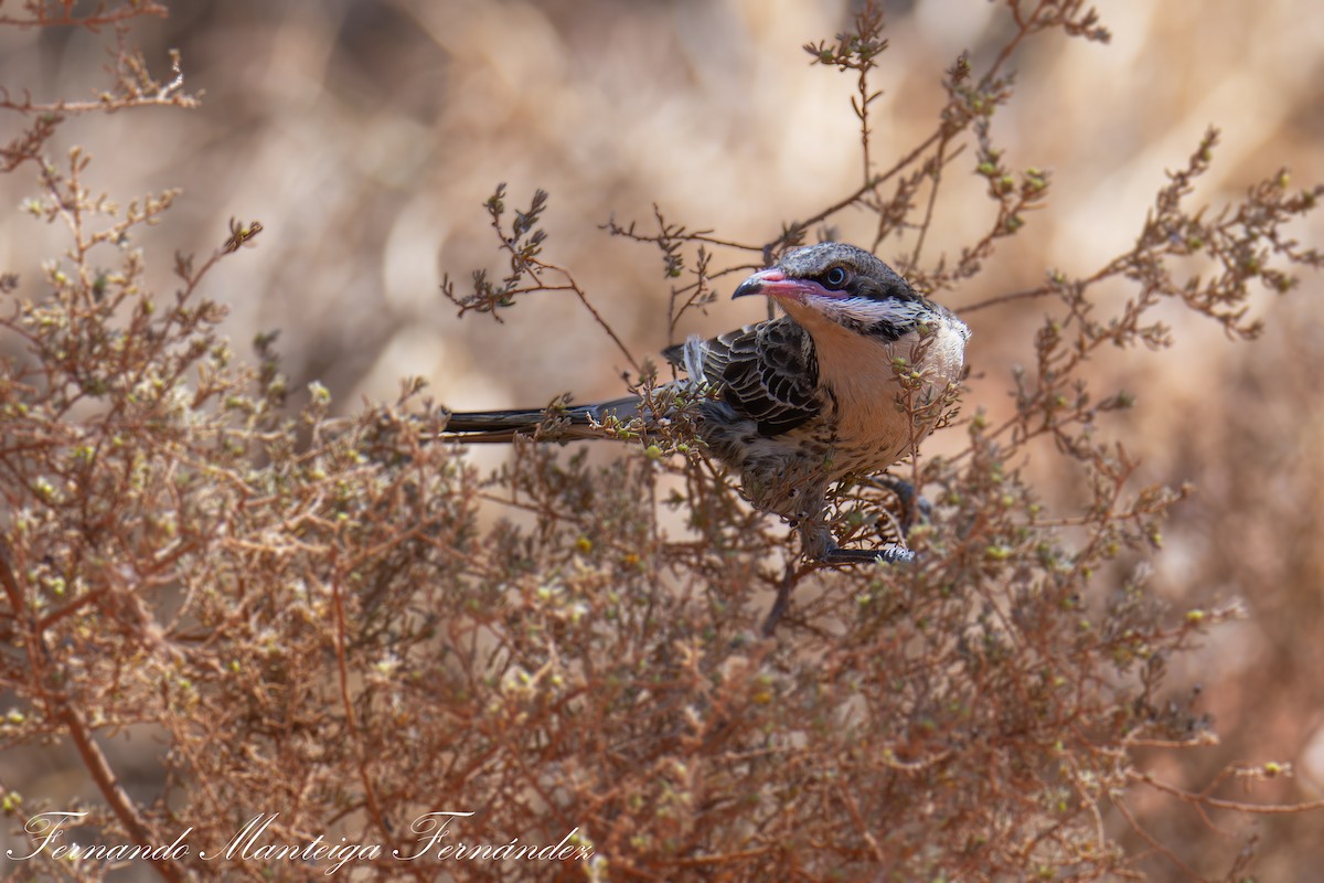 Diken Yanaklı Balkuşu - ML645117097