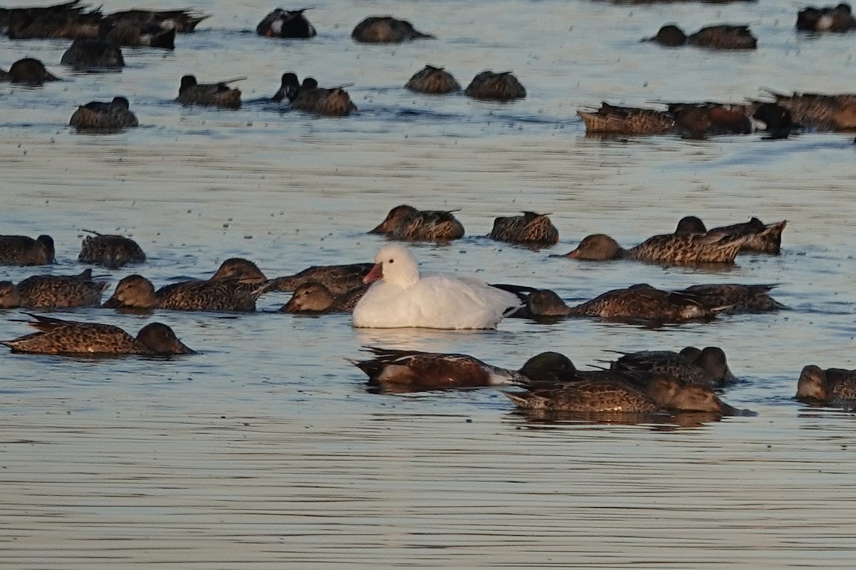 Ross's Goose - ML645117105