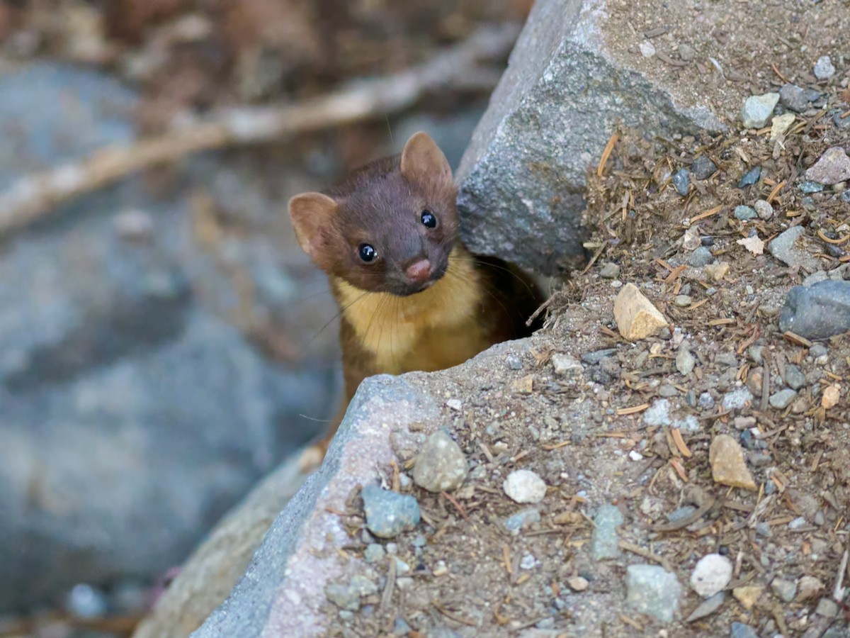 Short-tailed Weasel - ML645117108