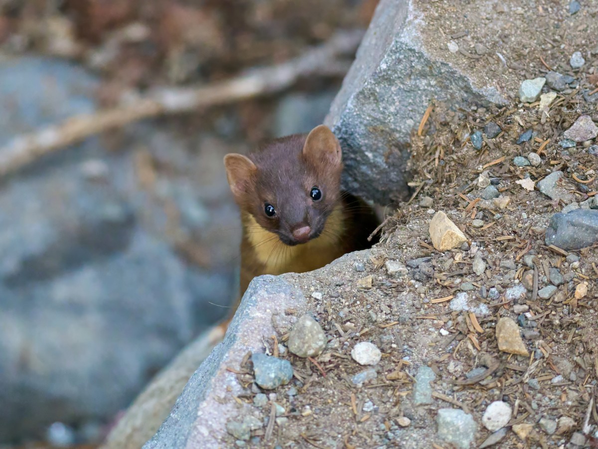 Short-tailed Weasel - ML645117109