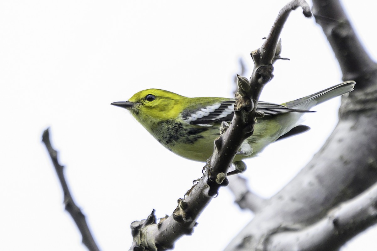 Black-throated Green Warbler - ML645117110