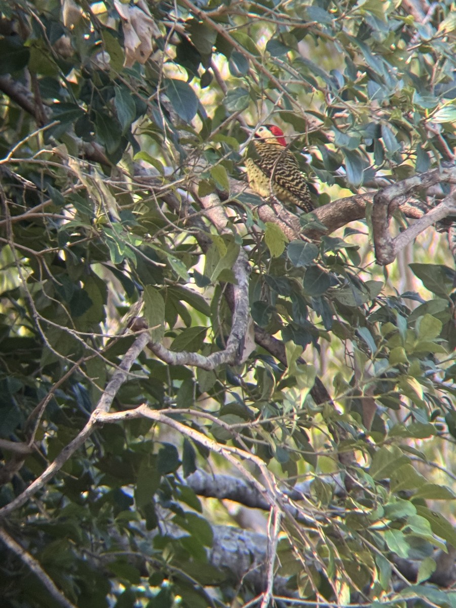 Черноусый дятел - ML645117111