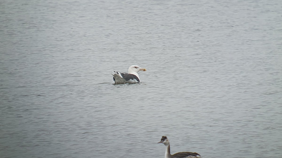 Büyük Kara Sırtlı Martı - ML645117112