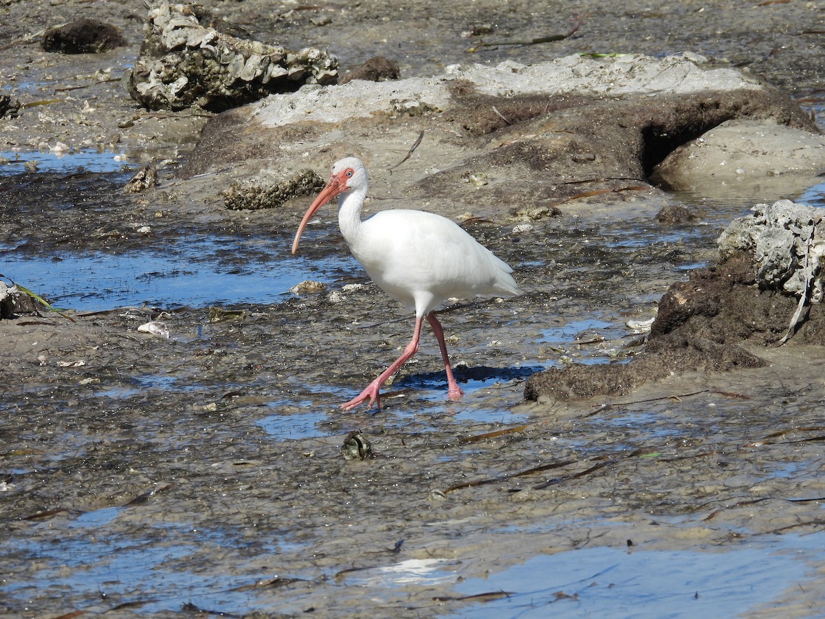 White Ibis - ML645117118