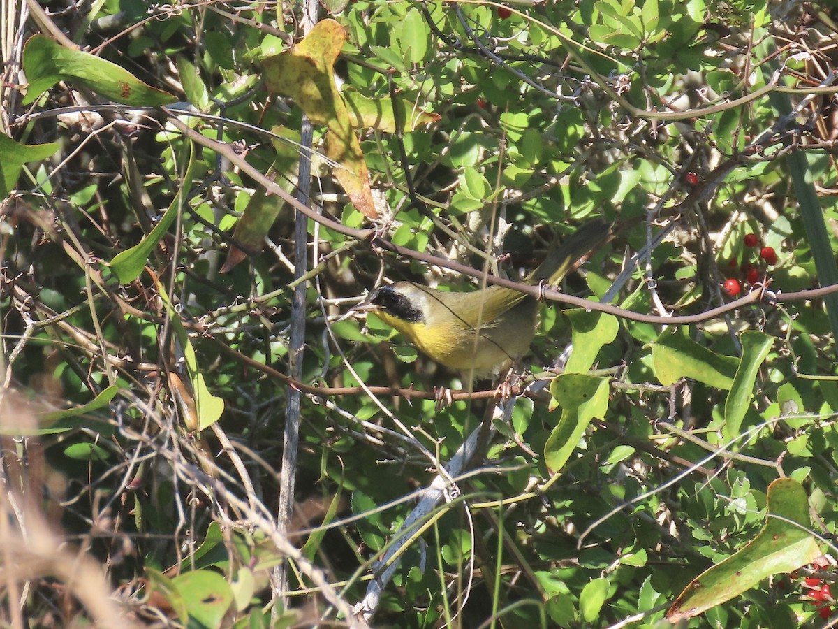 Common Yellowthroat - ML645117128