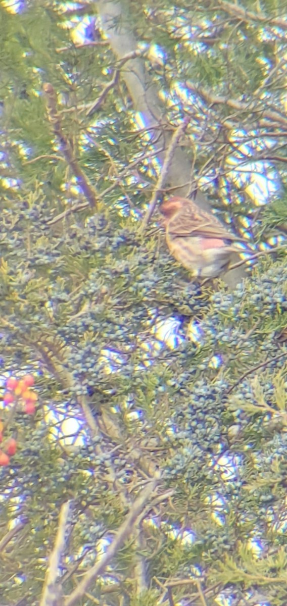 Purple Finch - ML645117131