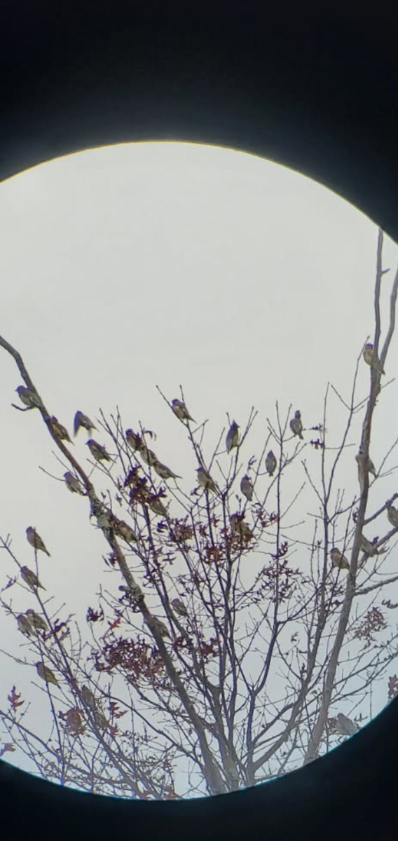 Cedar Waxwing - ML645117138