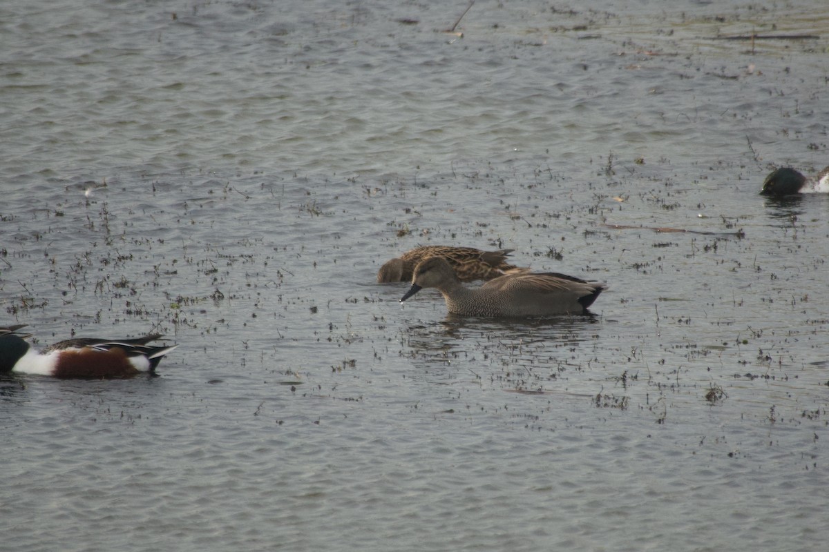 Ipar-ahatea - ML645117139