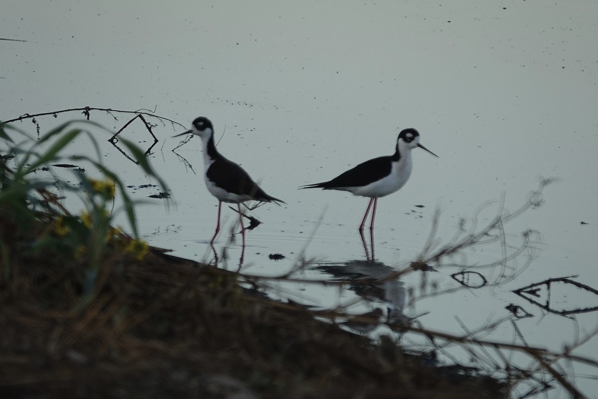 Black-necked Stilt - ML645117141
