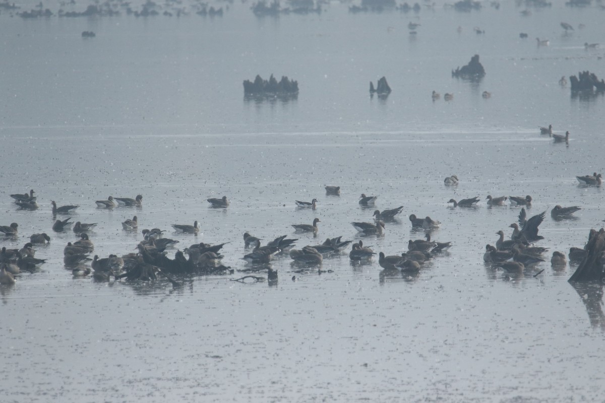 Red-breasted Goose - ML645117145