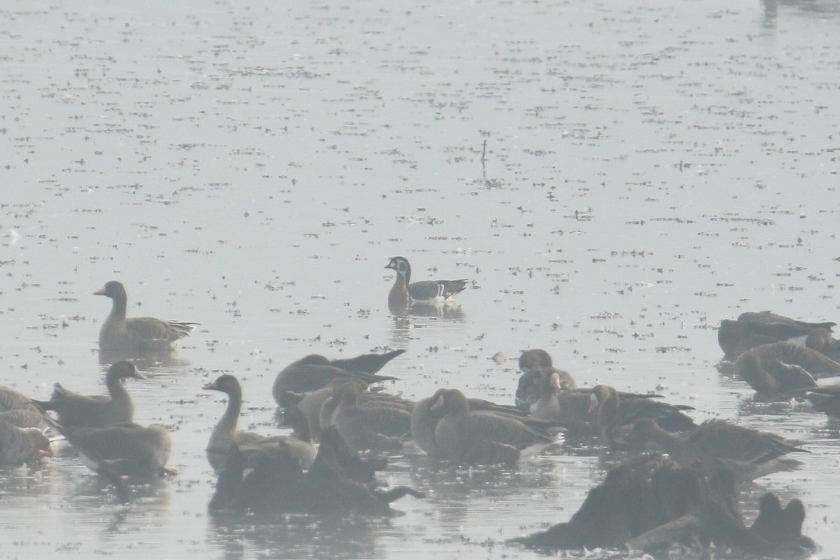 Red-breasted Goose - ML645117148