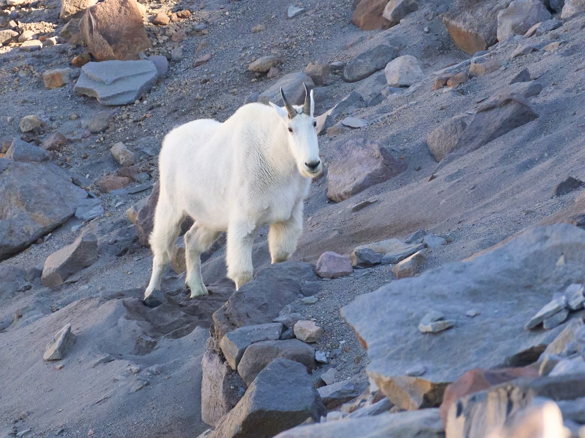 Mountain Goat - ML645117165