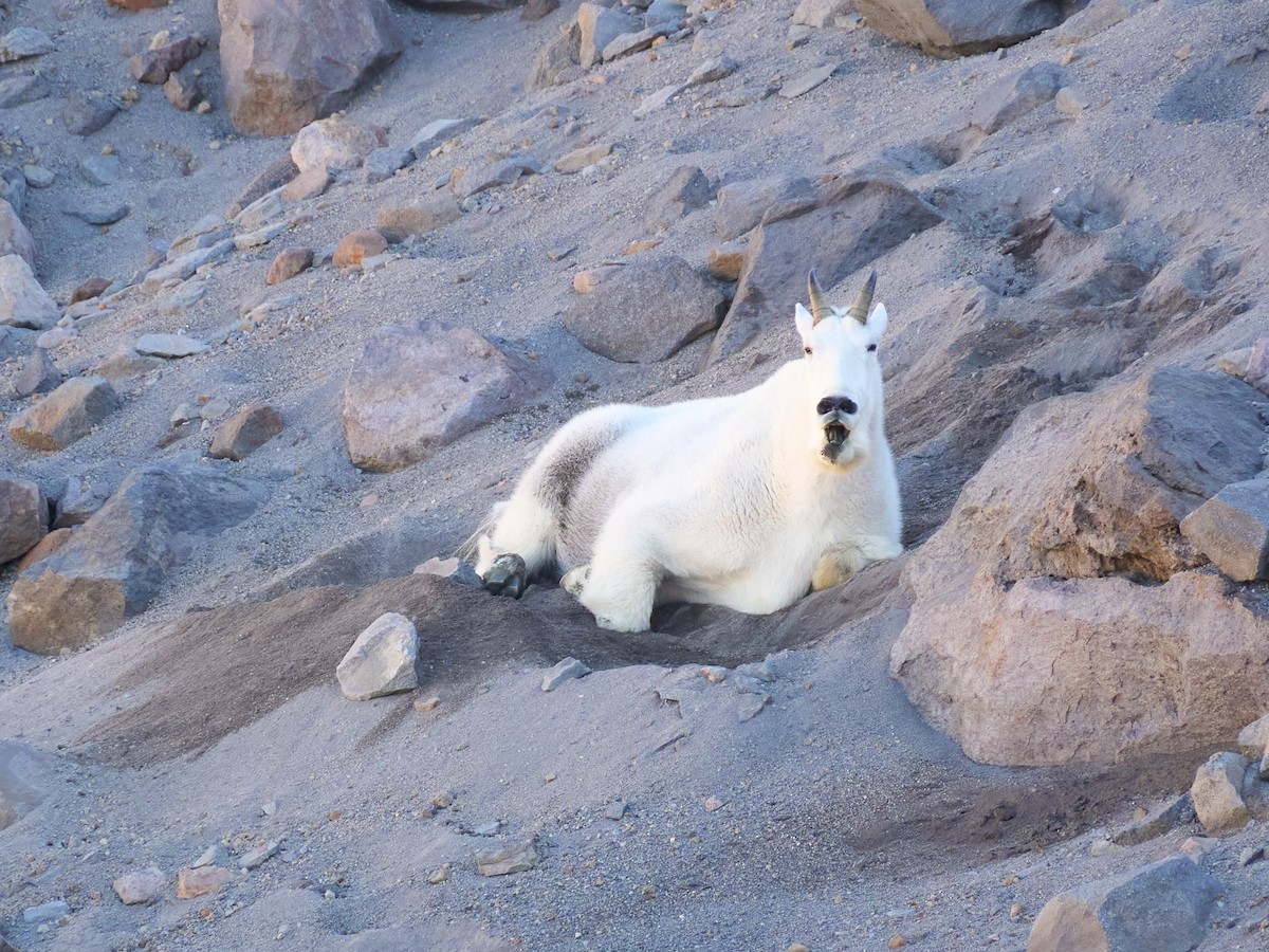 Mountain Goat - ML645117166