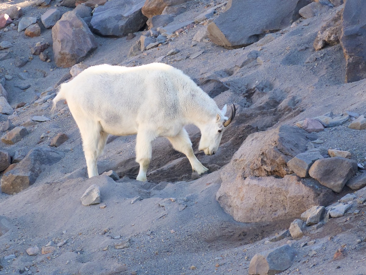 Mountain Goat - ML645117167