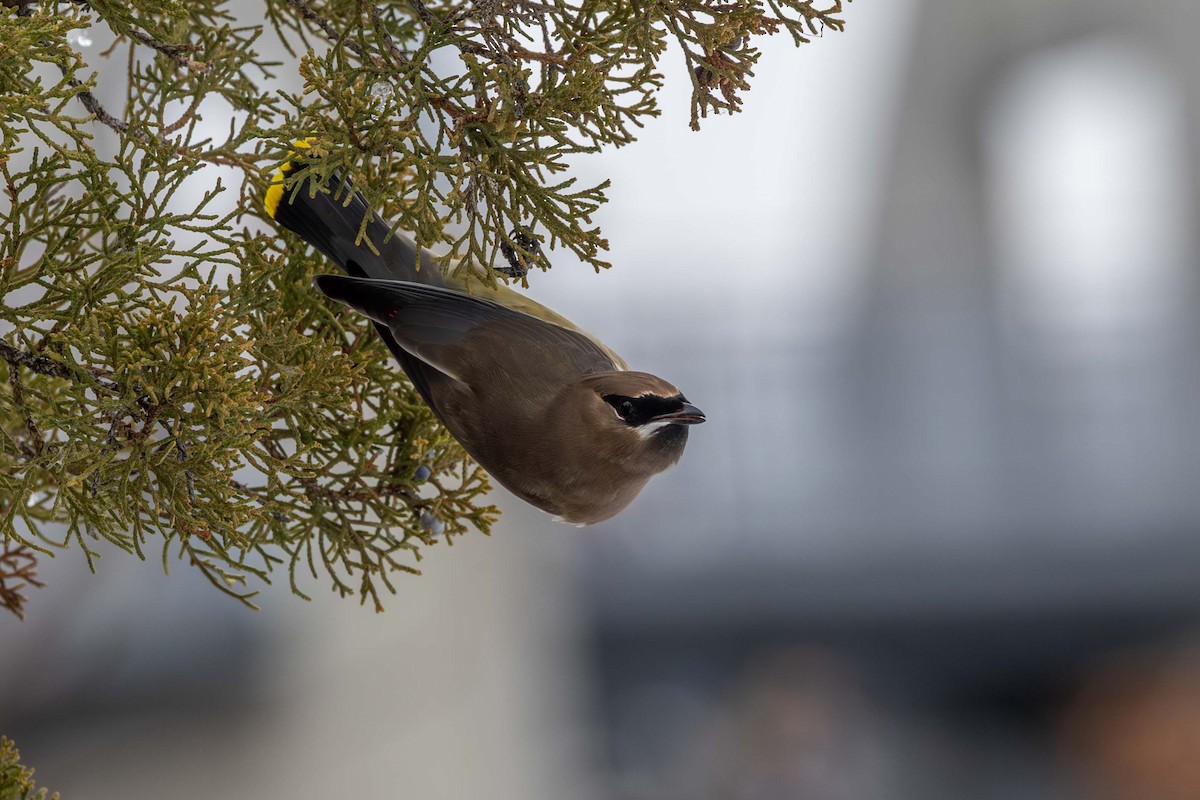 Sedir İpekkuyruğu - ML645117187