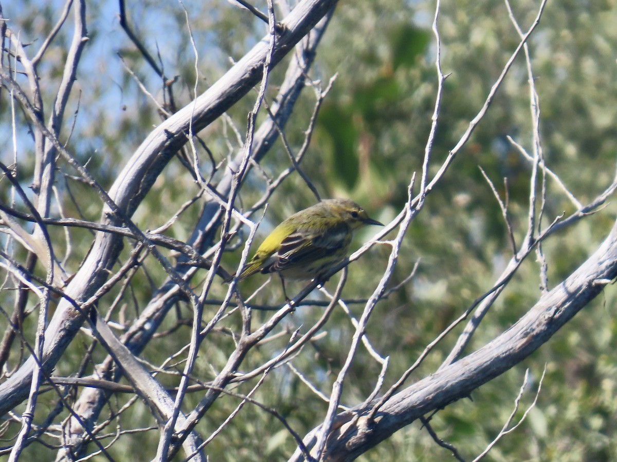 Cape May Warbler - ML645117191