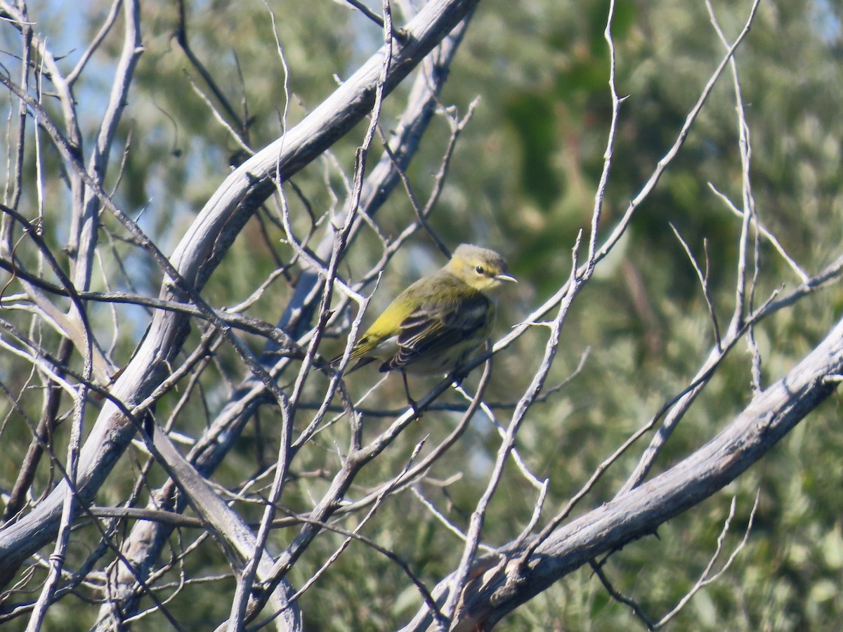 Cape May Warbler - ML645117192