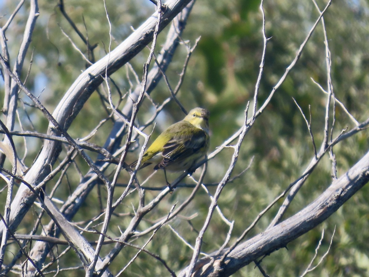 Cape May Warbler - ML645117193