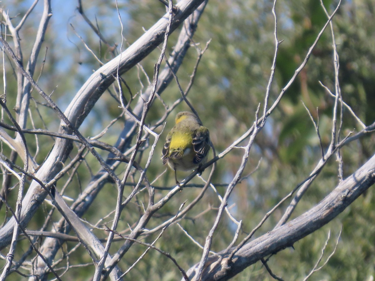 Cape May Warbler - ML645117194