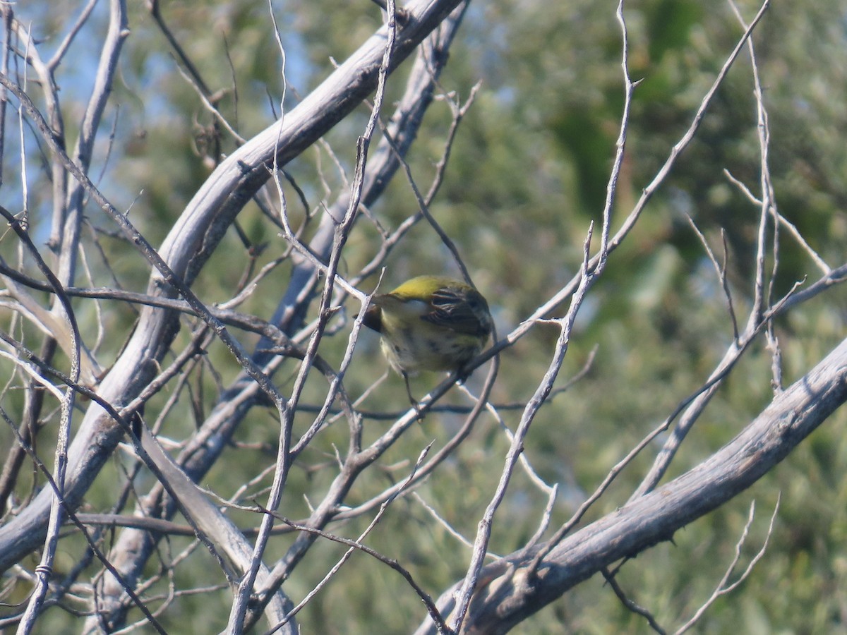 Cape May Warbler - ML645117195