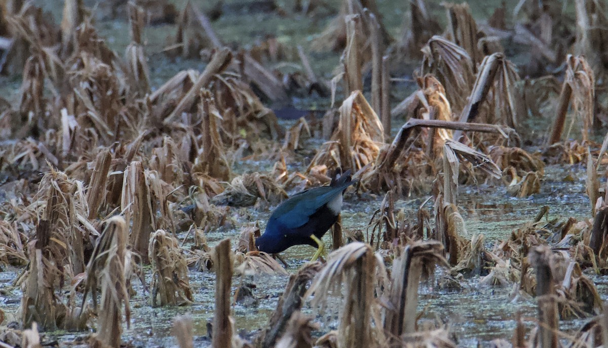 Pollo sultano della Martinica - ML645117212