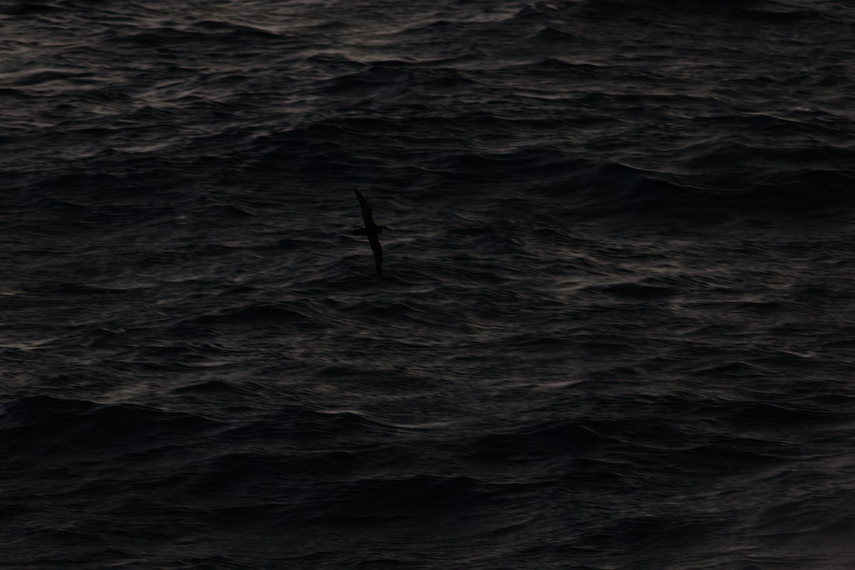 Manx Shearwater - ML645117217