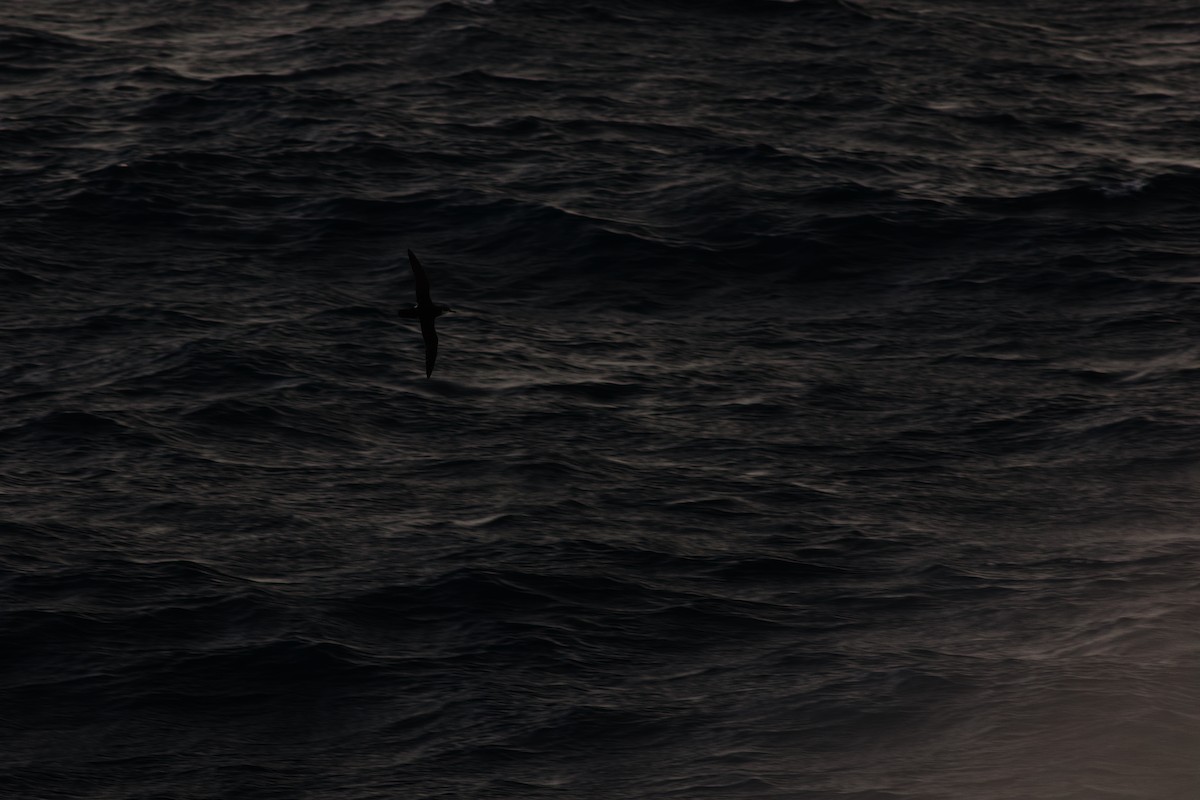 Manx Shearwater - ML645117223