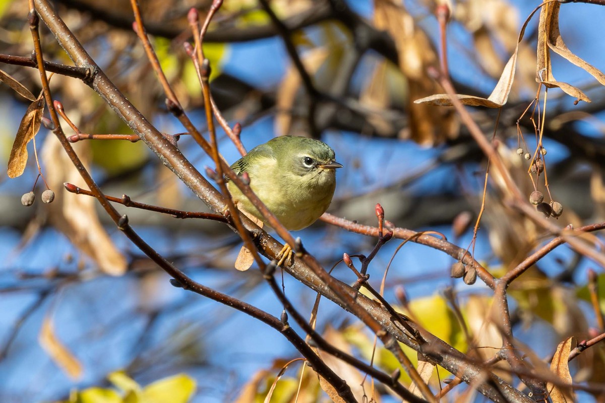 Black-throated Blue Warbler - ML645117224