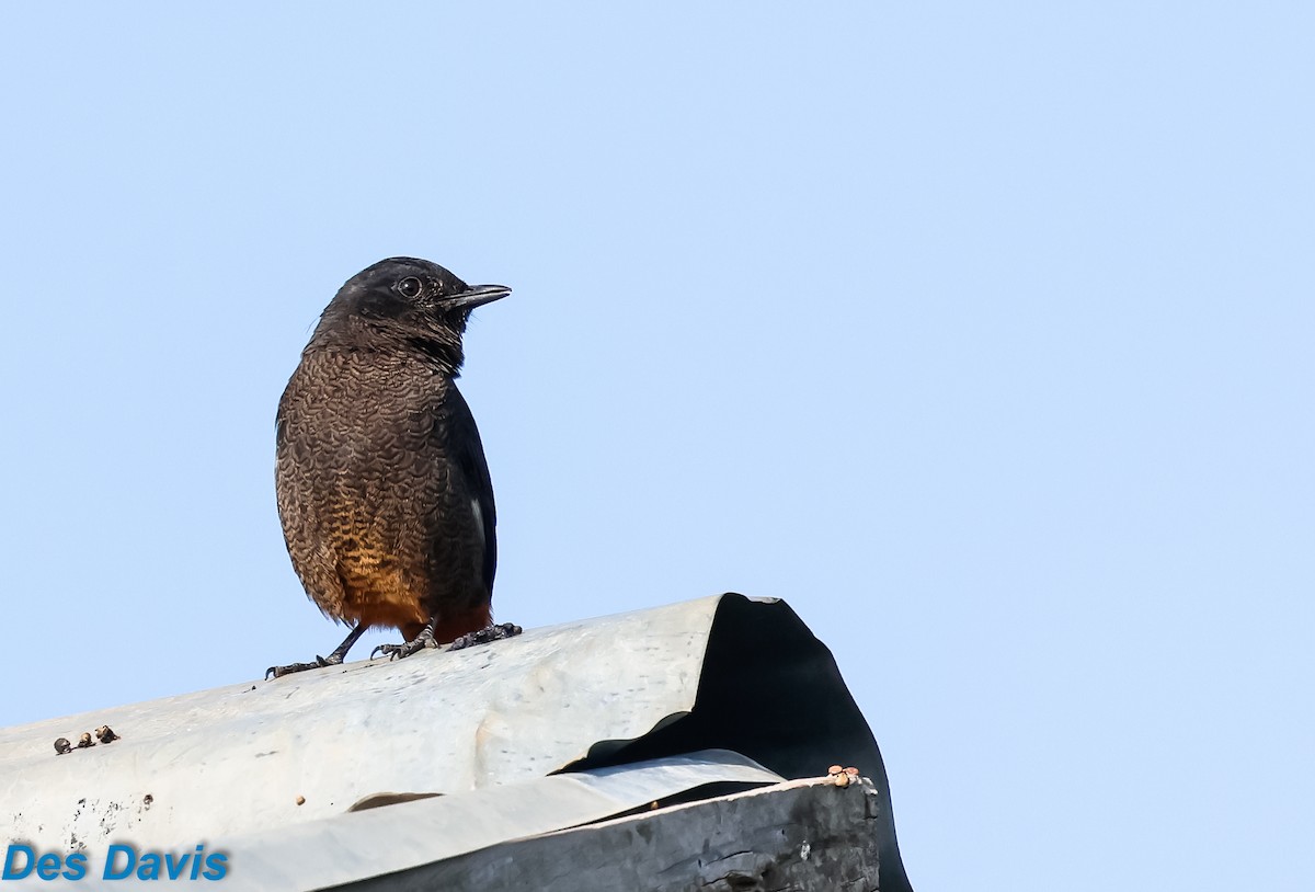 White-winged Cliff-Chat - ML645117230