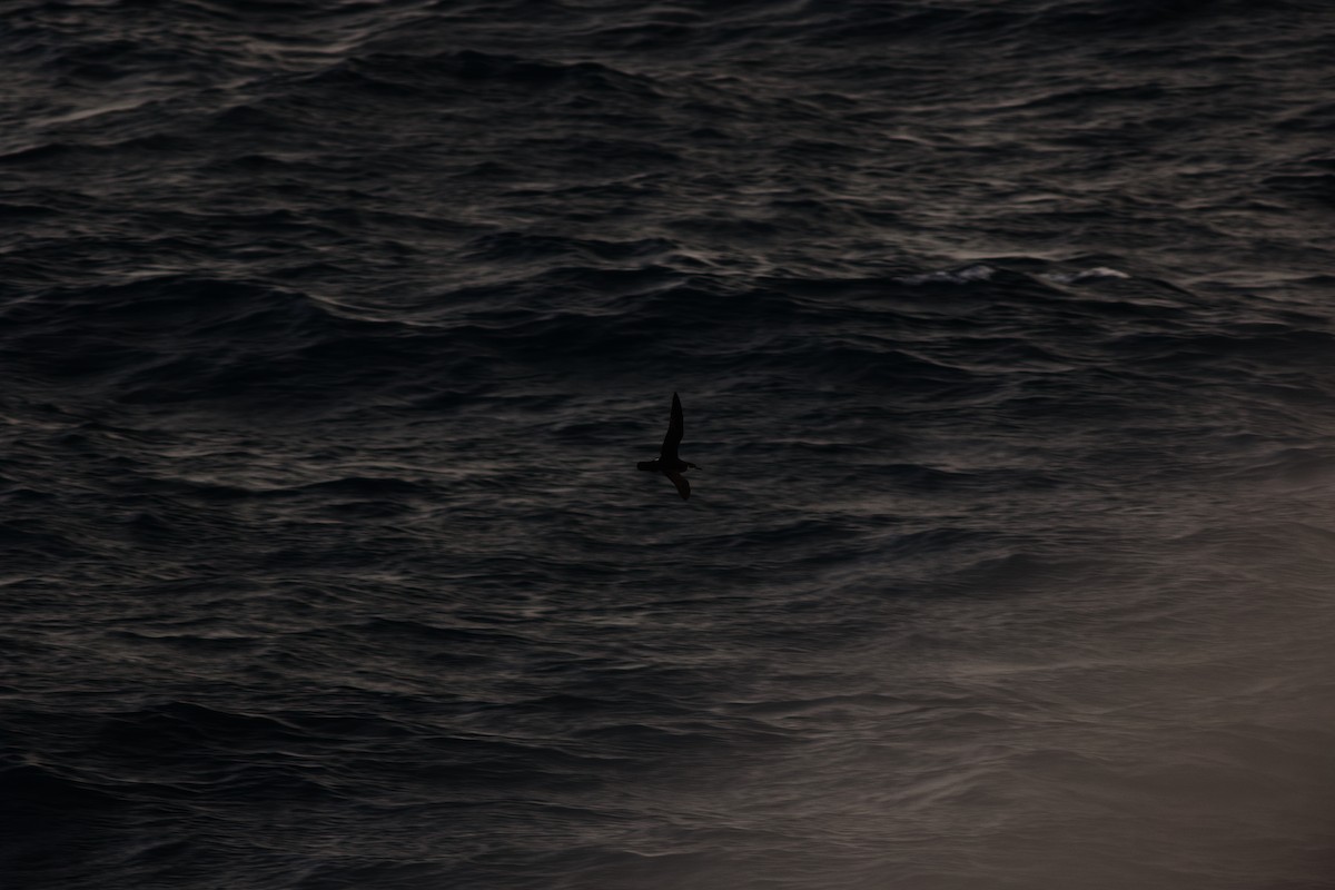 Manx Shearwater - ML645117233