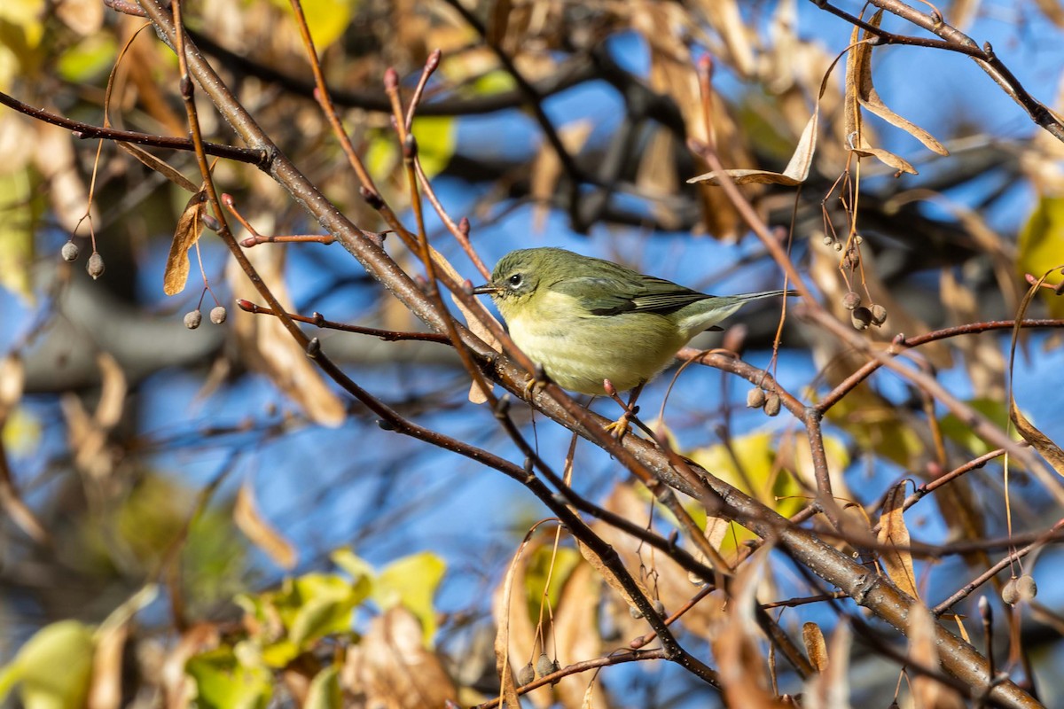 Black-throated Blue Warbler - ML645117234