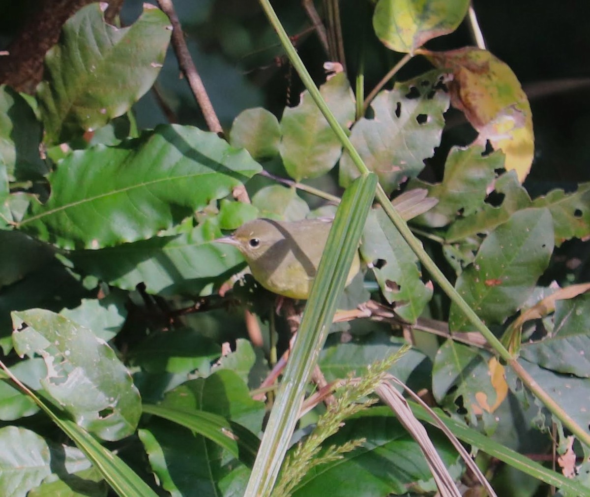 Mourning Warbler - ML645117236