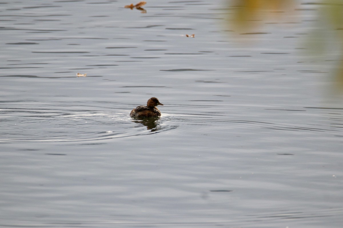 Little Grebe - ML645117237