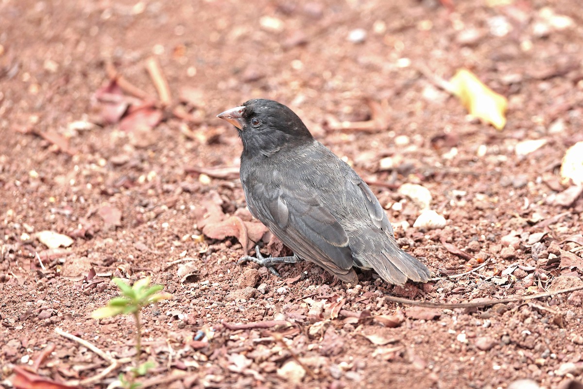 Medium Ground-Finch - ML645117239