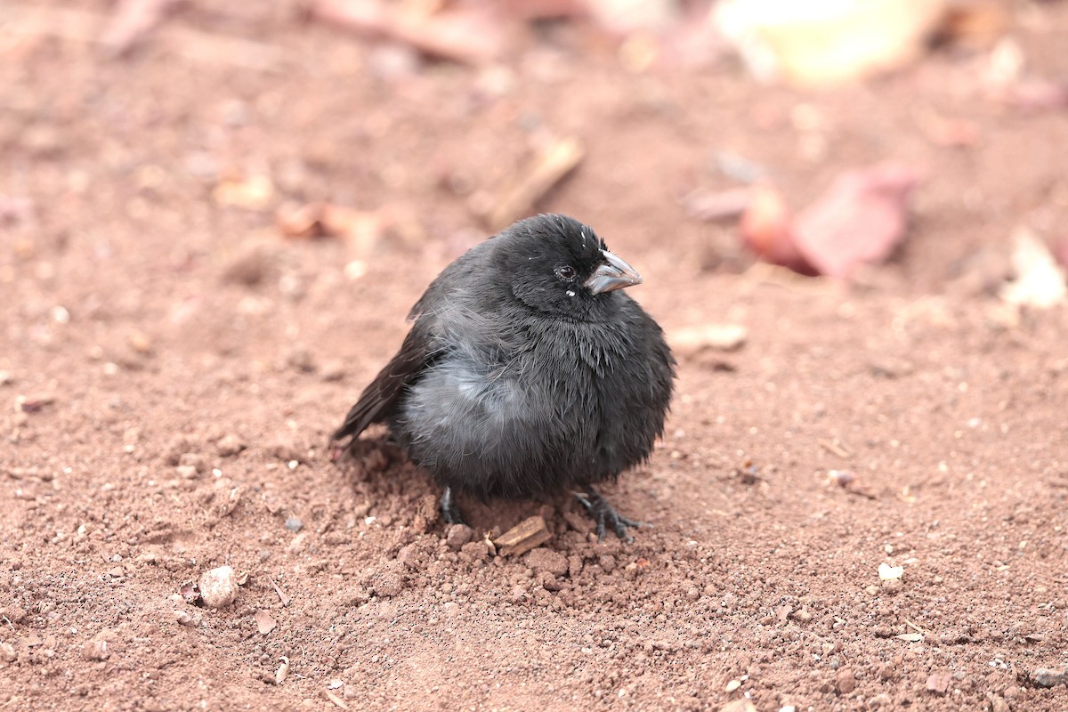Medium Ground-Finch - ML645117240