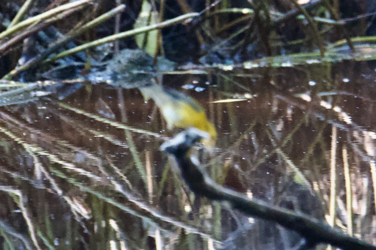 Prothonotary Warbler - ML645117245