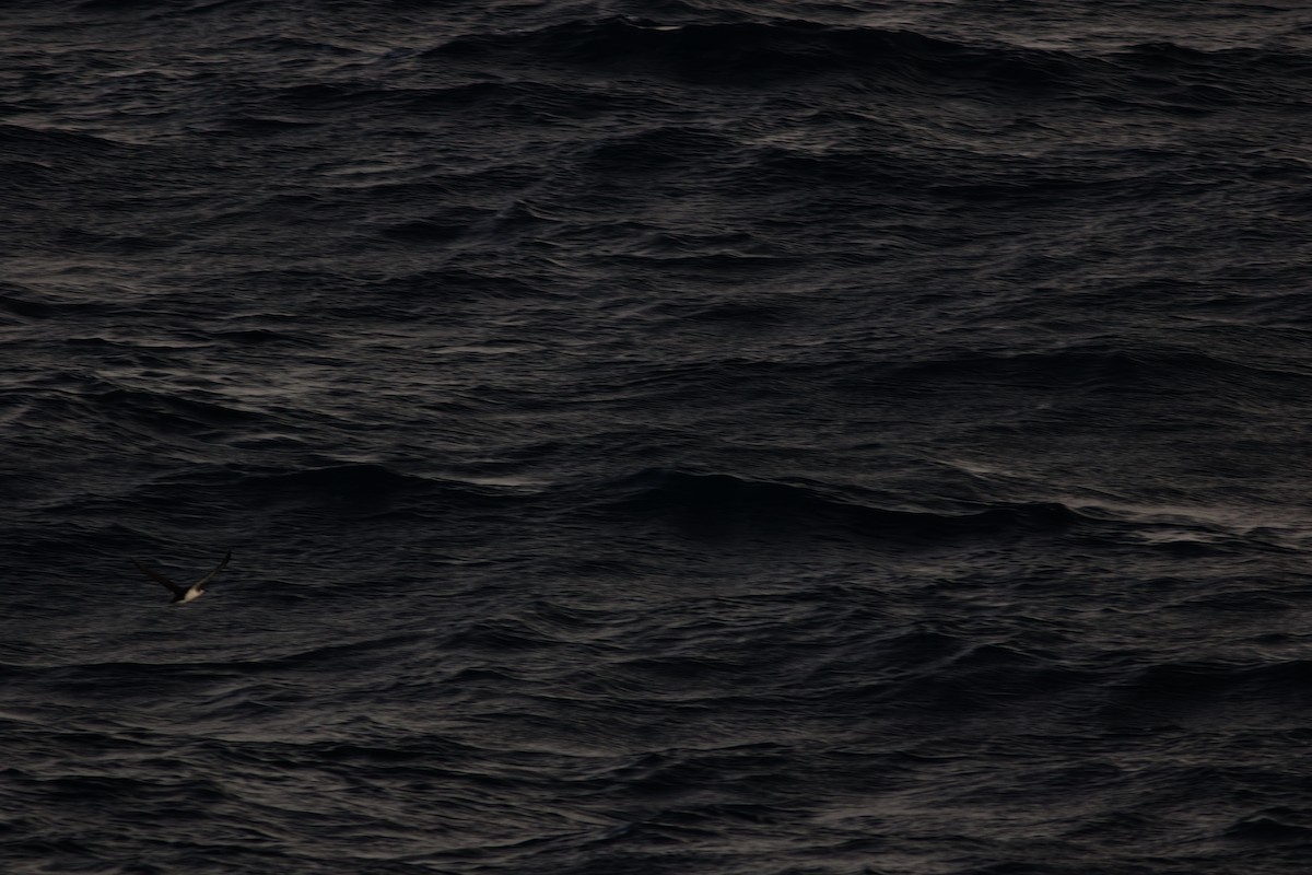 Manx Shearwater - ML645117248