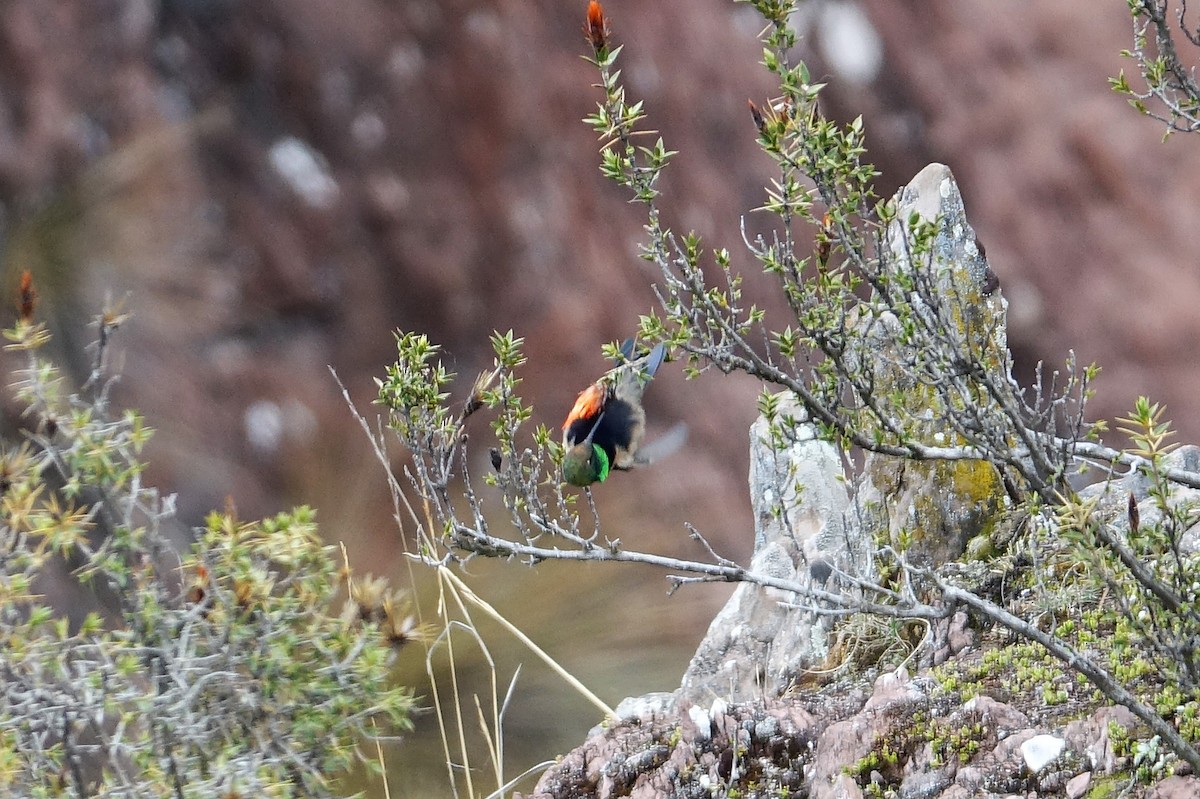 Black-breasted Hillstar - ML645117250