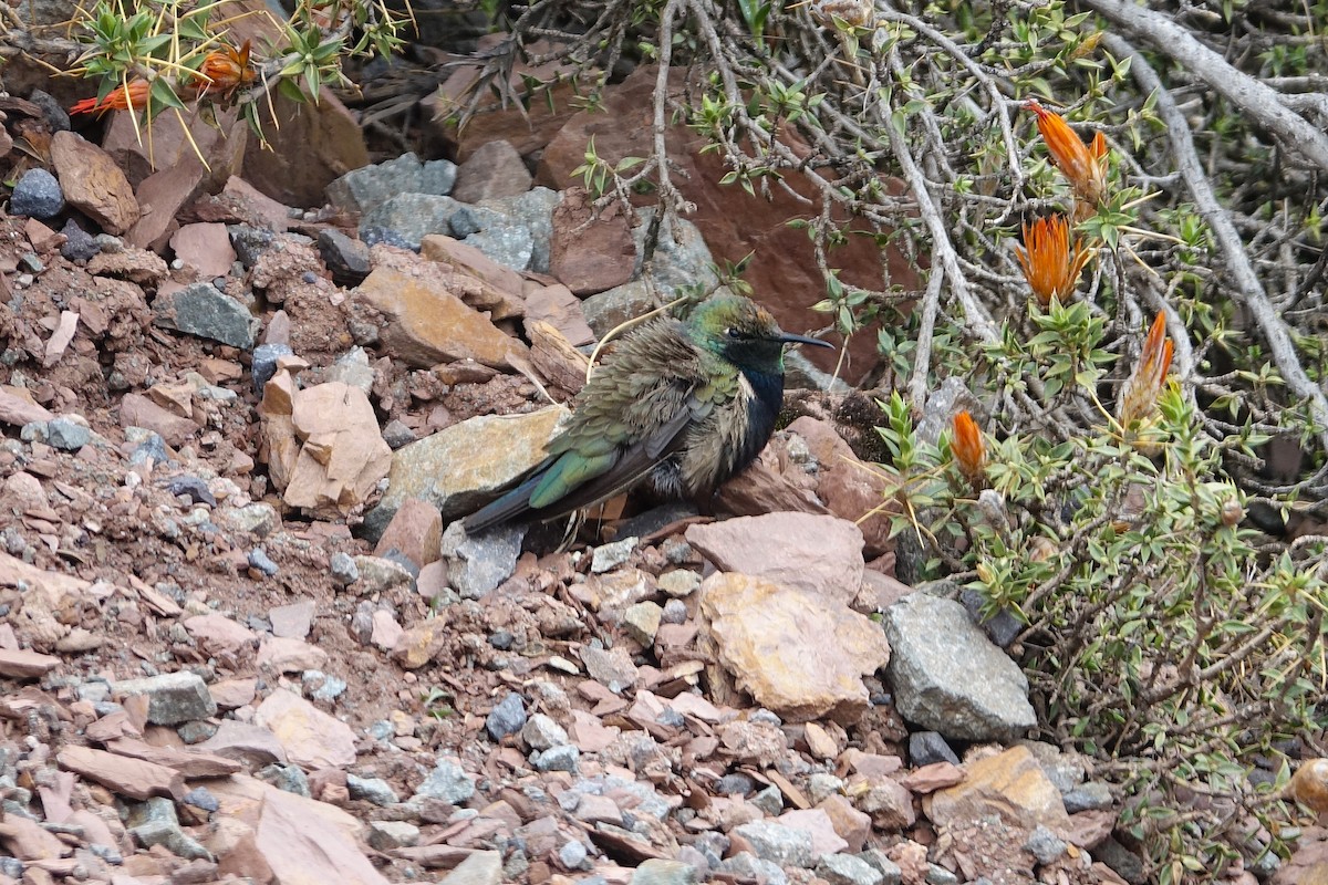 Black-breasted Hillstar - ML645117251