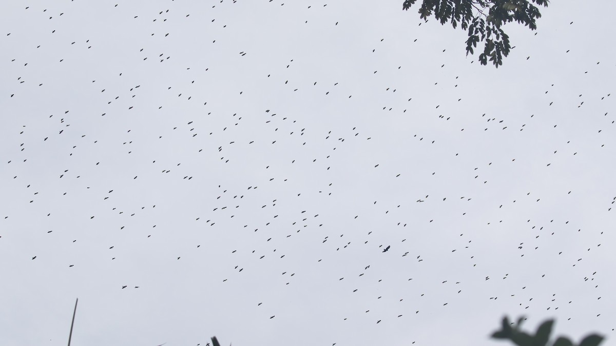 káně širokokřídlá - ML645117253