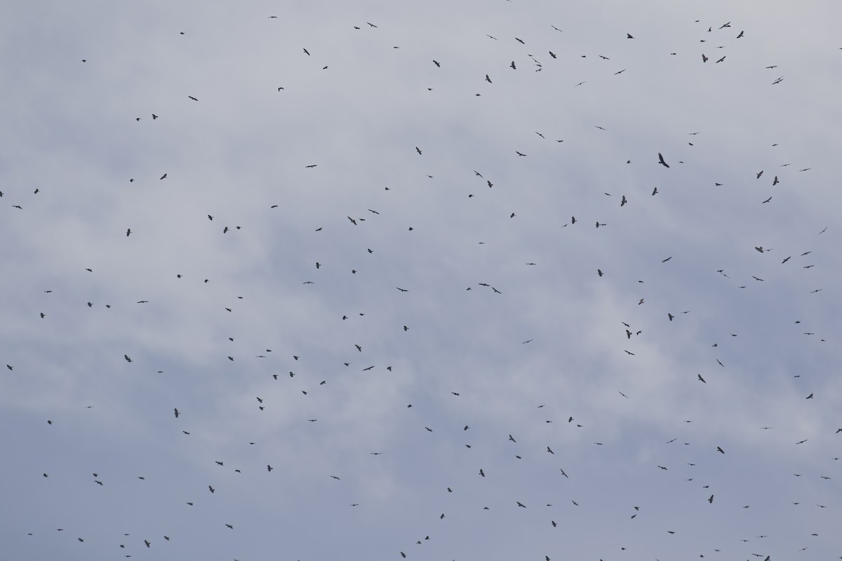 káně širokokřídlá - ML645117254