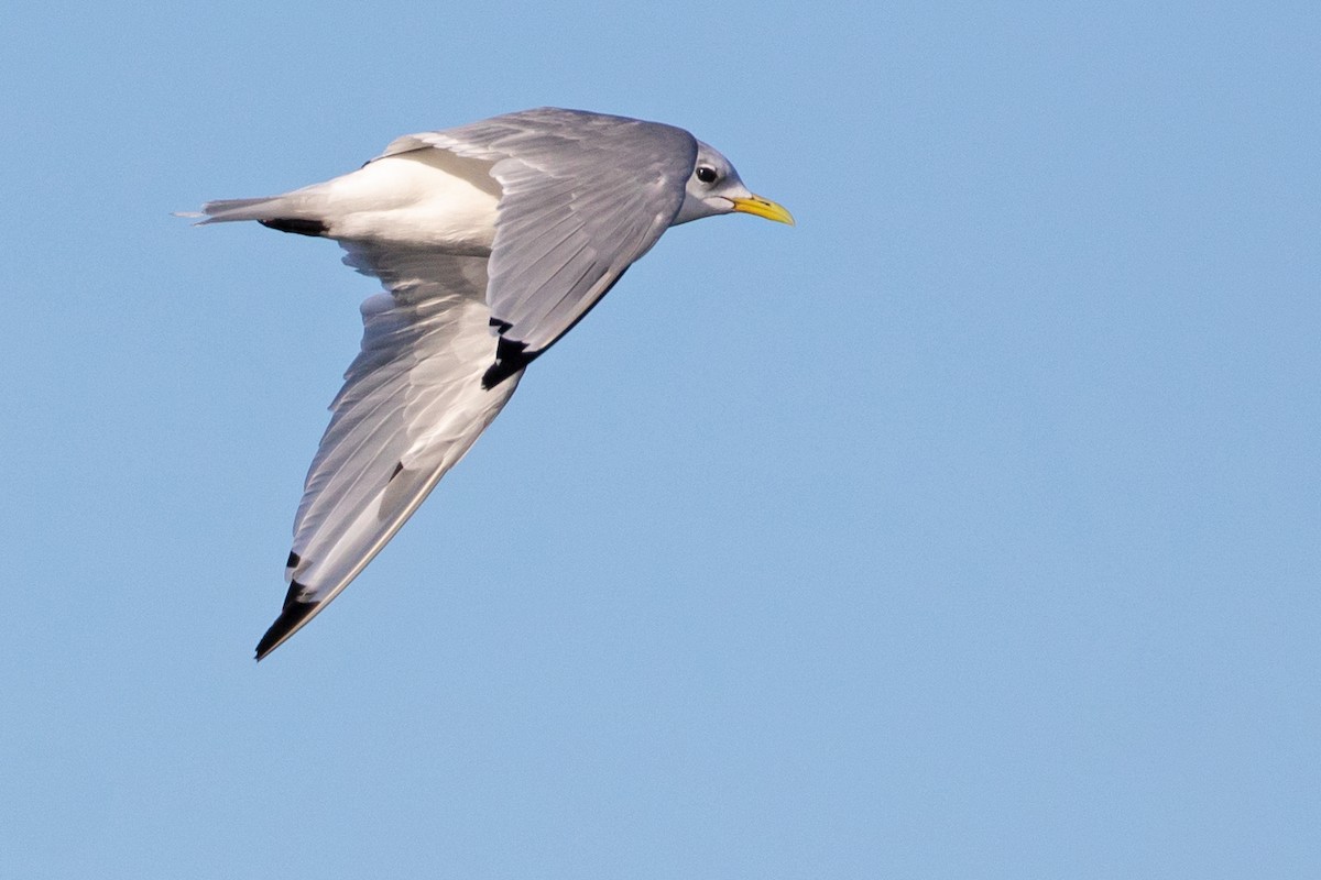 Black-legged Kittiwake - ML645117281