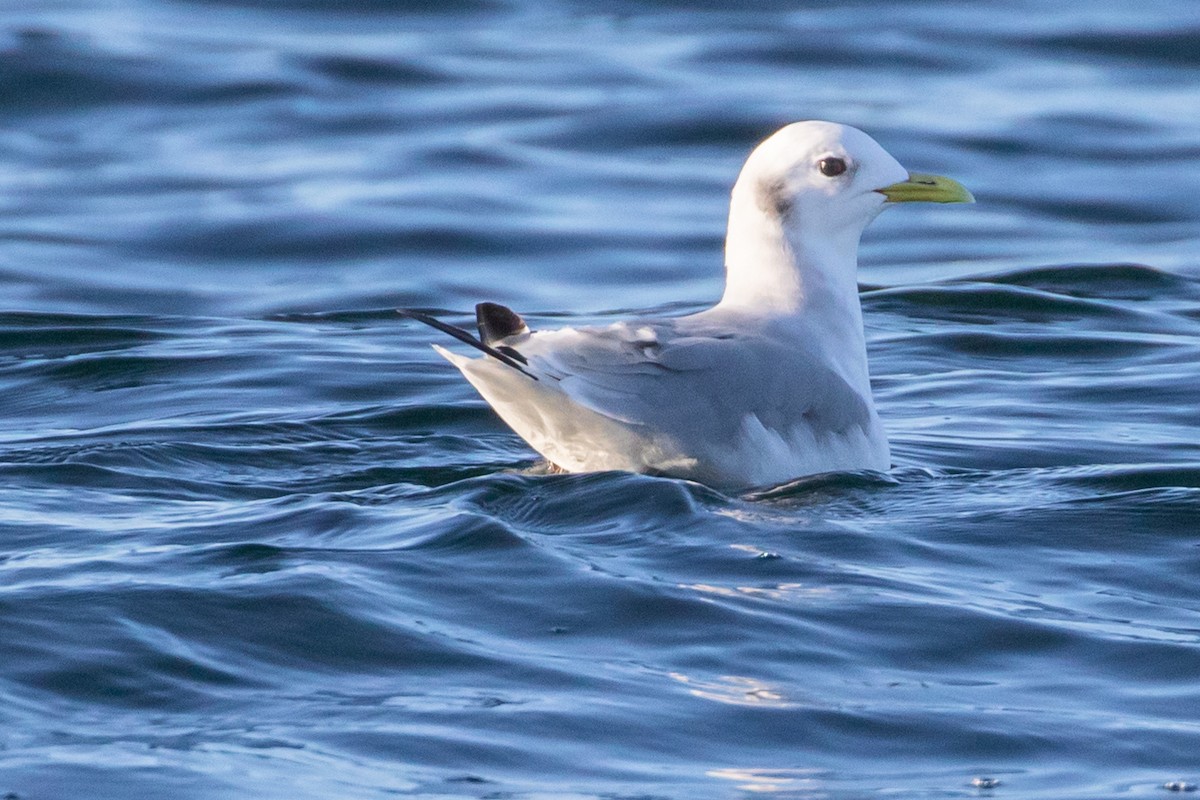 Black-legged Kittiwake - ML645117282