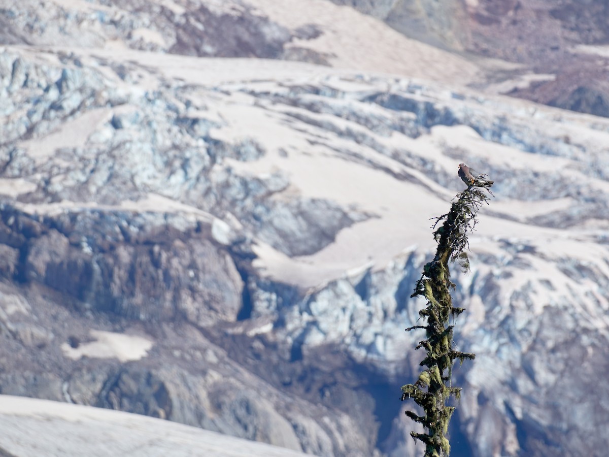 Band-tailed Pigeon - ML645117284