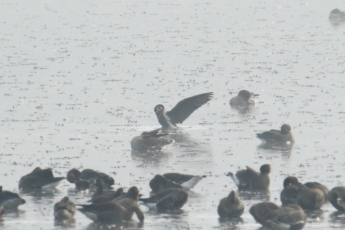 Red-breasted Goose - ML645117288