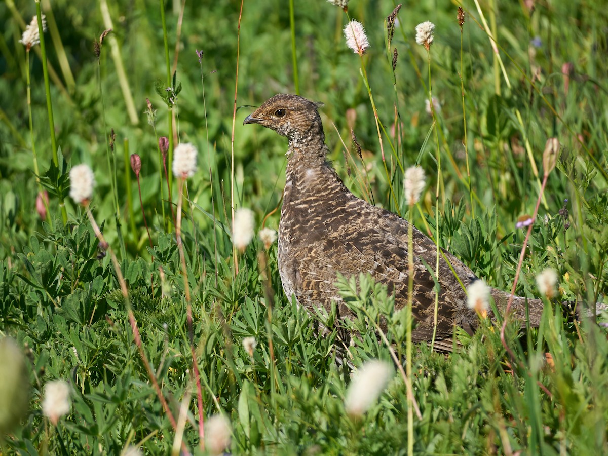 Sooty Grouse - ML645117289