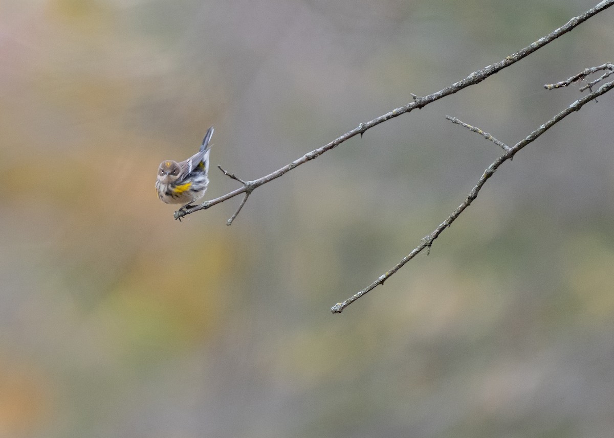 Yellow-rumped Warbler - ML645117292