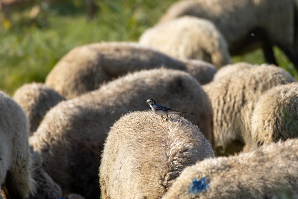 Lavandera Blanca - ML645117296