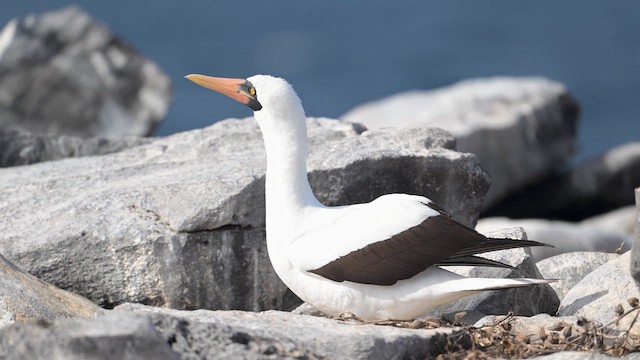 Nazca Booby - ML645117305